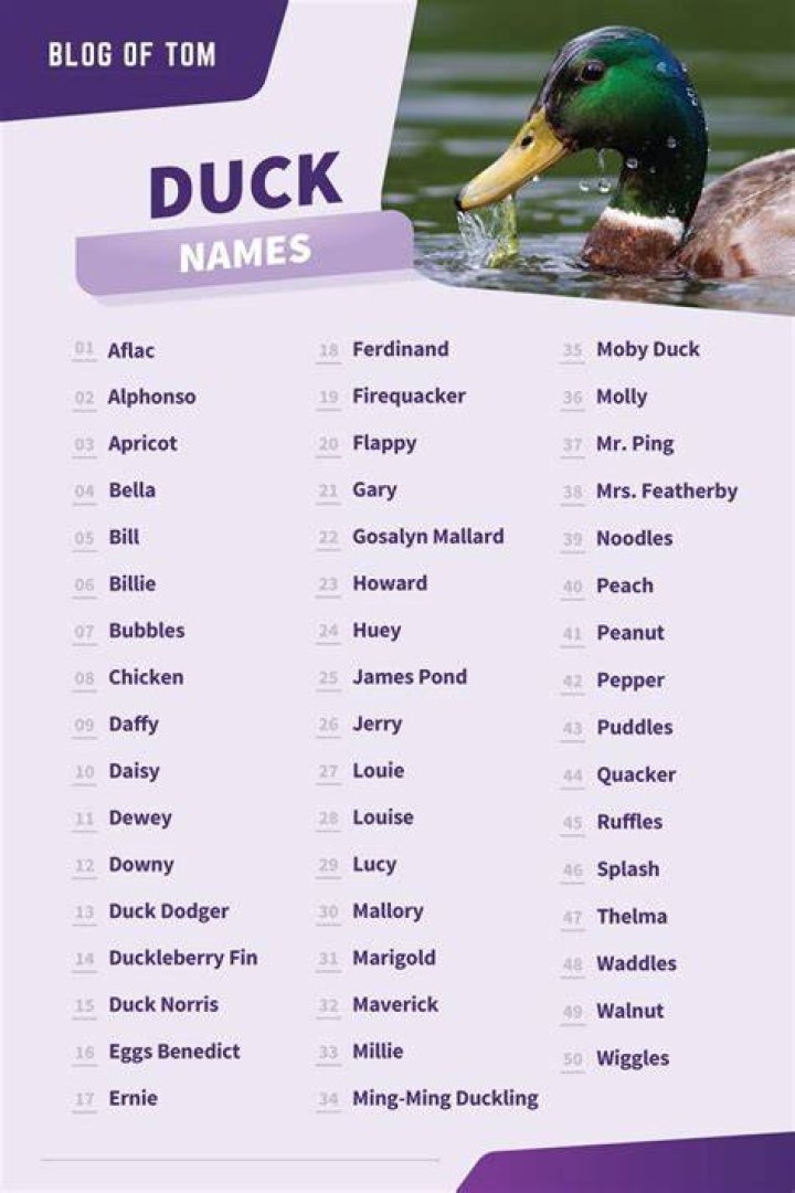 100+ Pet Duck Names Ideas for Your Quirky & Adorable Duck Pet Keen