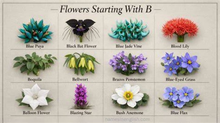 15 Flowers That Start With I (List of Flower Names I)
