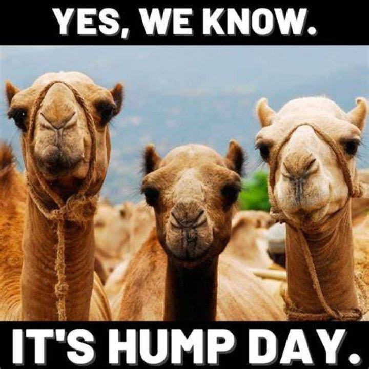 17 Hilarious Hump Day Memes To Help You Get to the Weekend &mdash; Best Life
