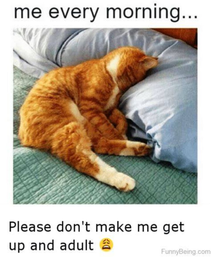 70 Funniest Good Morning Memes