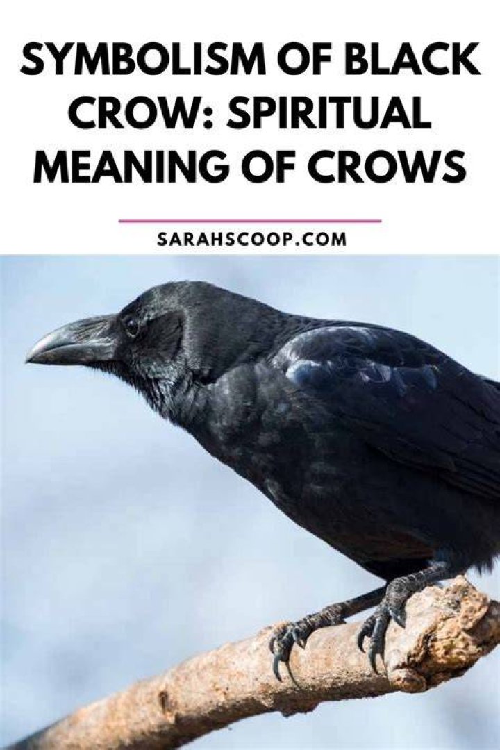 Black Crow Meaning & Symbolism (Power & Transformation) Unianimal