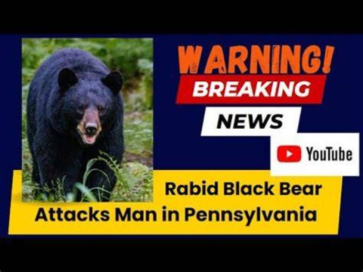 Decoding Bear Attacks In Pennsylvania