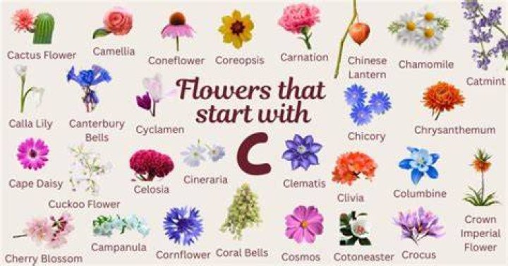 Flower Starting With C Amazing Flowers Names