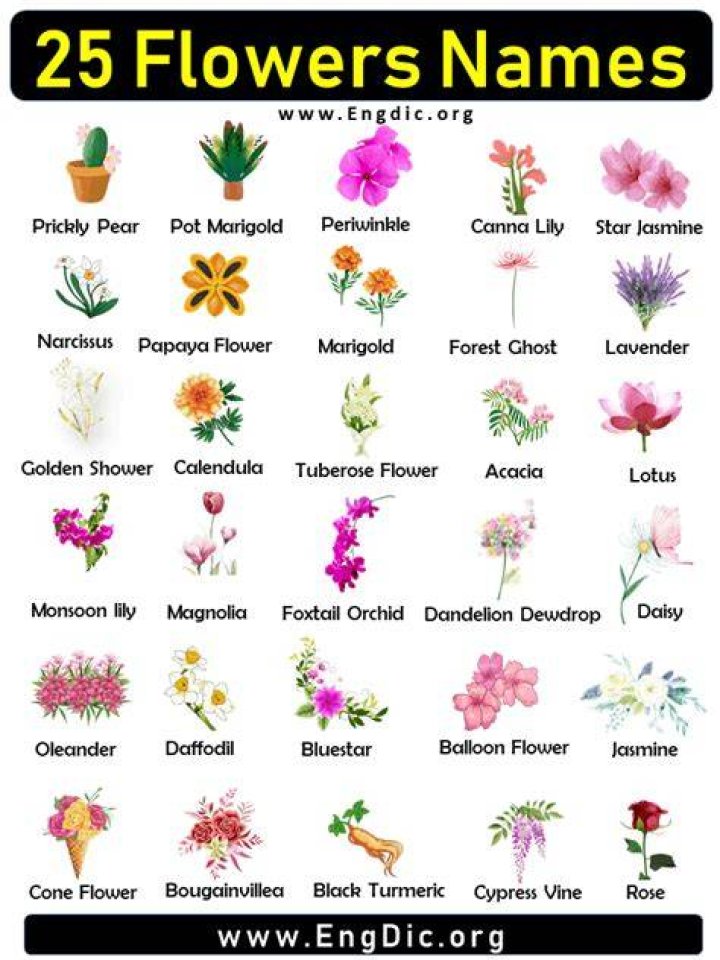Flowers Images With Names Best Flower Site