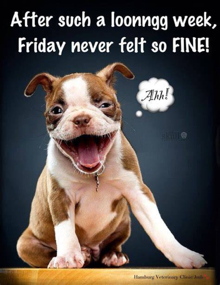 Friday Humor Smile! Dog Funny Long week! After such a long week, Friday never felt so fine