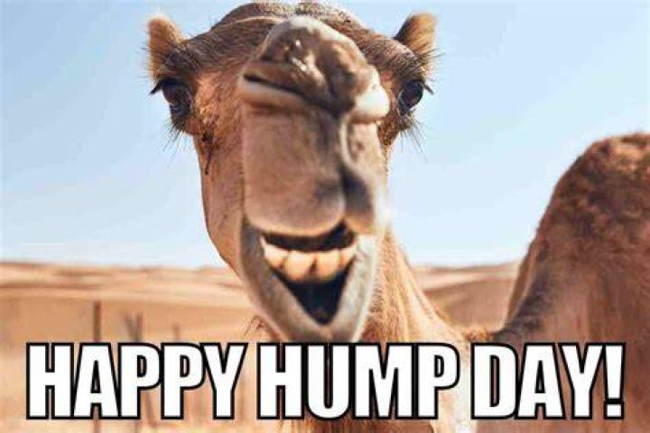 Happy Hump Day Meme Images, Humor and Funny Pics