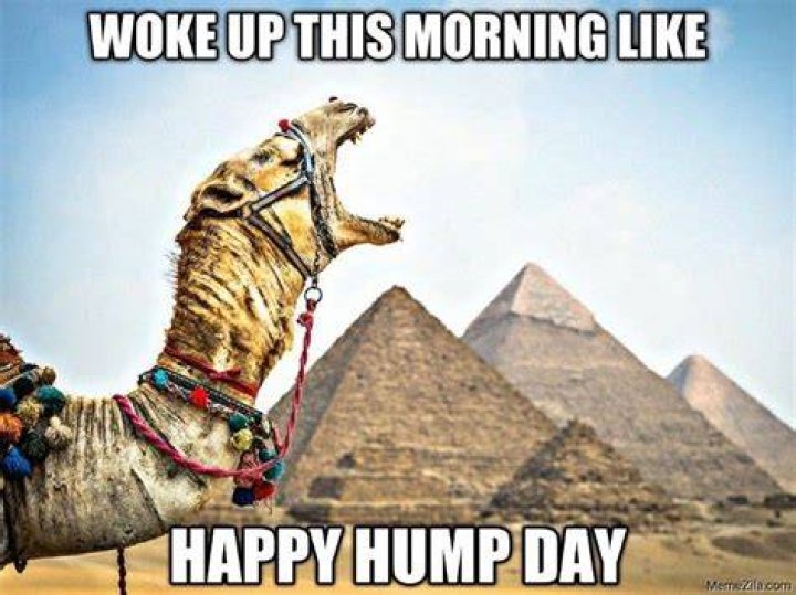 The 16 Best Hump Day Memes