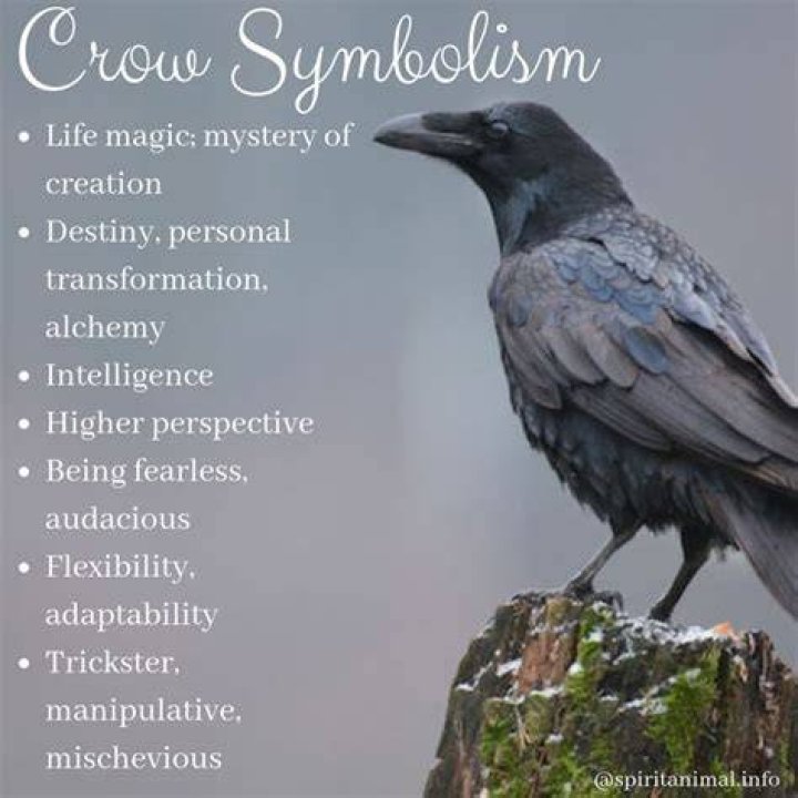 The Crow Spirit Animal A Beacon of Clarity and Insight (Message & Omens) Crow spirit animal