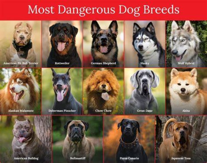 The Most Dangerous Dog Breeds Throughout History