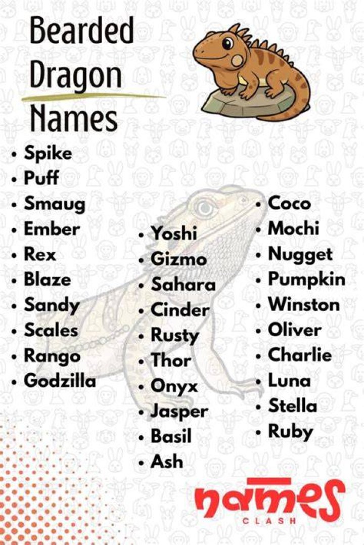 Top Bearded Dragon Names for a Male or Female Dragon names, Bearded