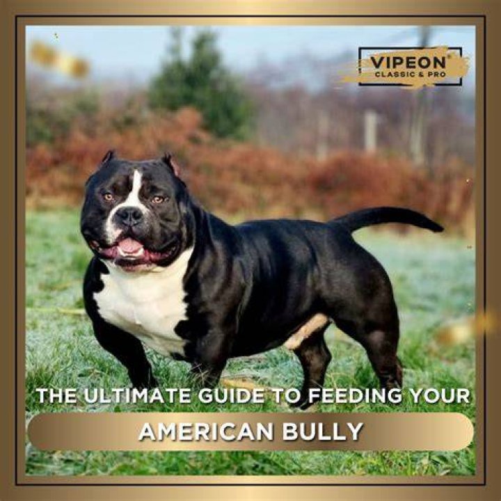 Your Guide to American Bully Training Blue Pines Bully Camp